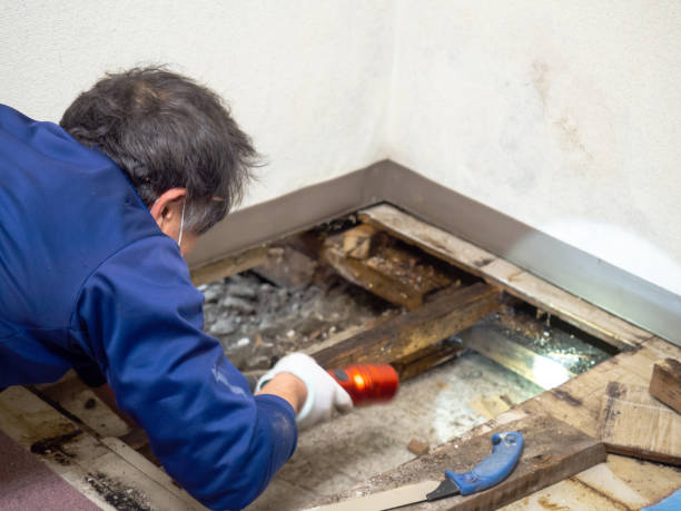 Best Office Mold Removal Services  in Farmland, IN