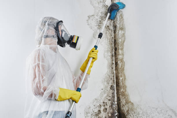 Best Commercial Mold Removal  in Farmland, IN