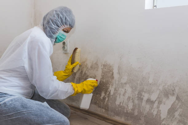 Best Mold Remediation Services  in Farmland, IN