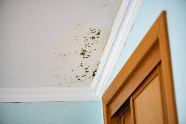 Best Residential Mold Removal  in Farmland, IN