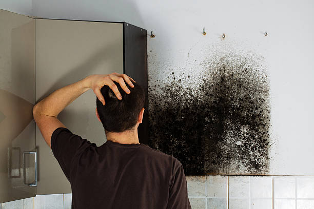 Best Toxic Mold Removal  in Farmland, IN