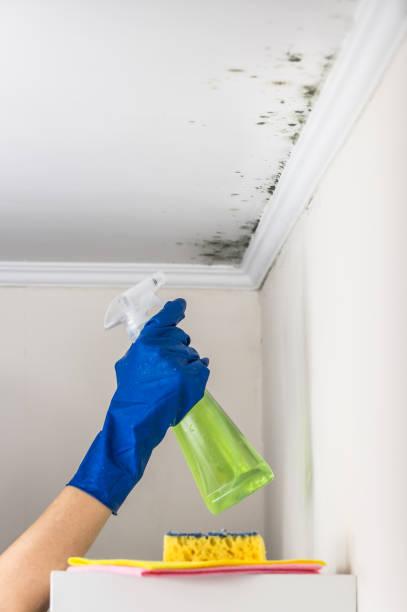 Best Affordable Mold Removal  in Farmland, IN